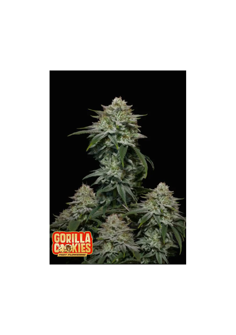 Gorilla Cookies FF, Фасовка: 1